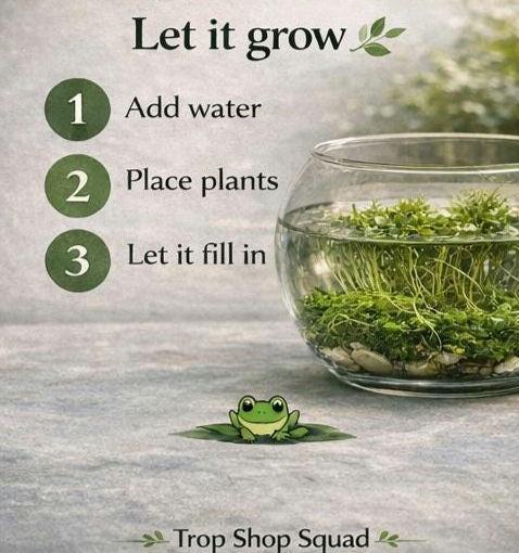 Jungle Bowl Water Garden Kit, Live Aquatic Plants, Pennywort Guppy Grass Moss, Lush Aquascape Bowl, No Filter Aquarium, Planted Bowl Kit