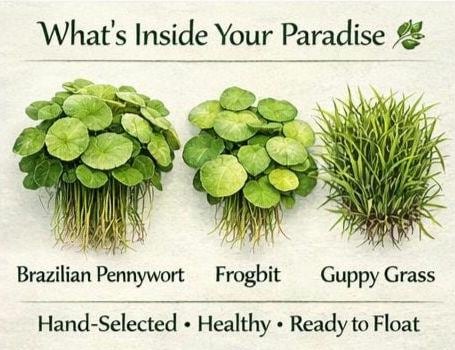 Pennywort Paradise Pond Pack – Brazilian Pennywort, Frogbit & Guppy Grass – Floating Plants for Shade, Clear Water and Fish Cover