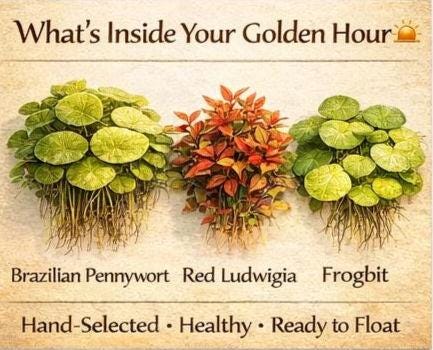 Golden hourGolden Hour Pennywort Pack – Floating Pond Plants – Brazilian Pennywort, Red Ludwigia & Frogbit – Colorful Water Garden Plants
