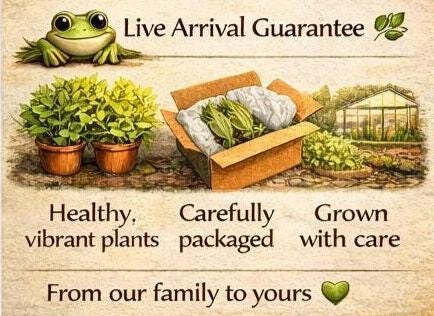Golden hourGolden Hour Pennywort Pack – Floating Pond Plants – Brazilian Pennywort, Red Ludwigia & Frogbit – Colorful Water Garden Plants