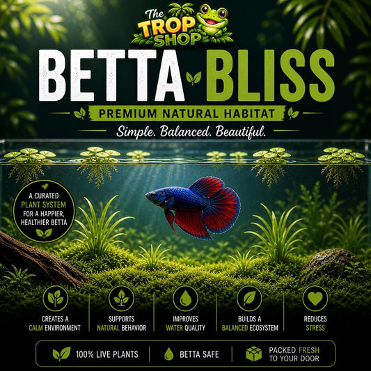 Betta Bliss – Premium Natural Aquarium Plant Pack Live Aquarium Plants for Betta Fish | Guppy