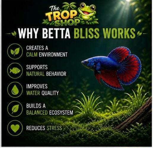 Betta Bliss – Premium Natural Aquarium Plant Pack Live Aquarium Plants for Betta Fish | Guppy