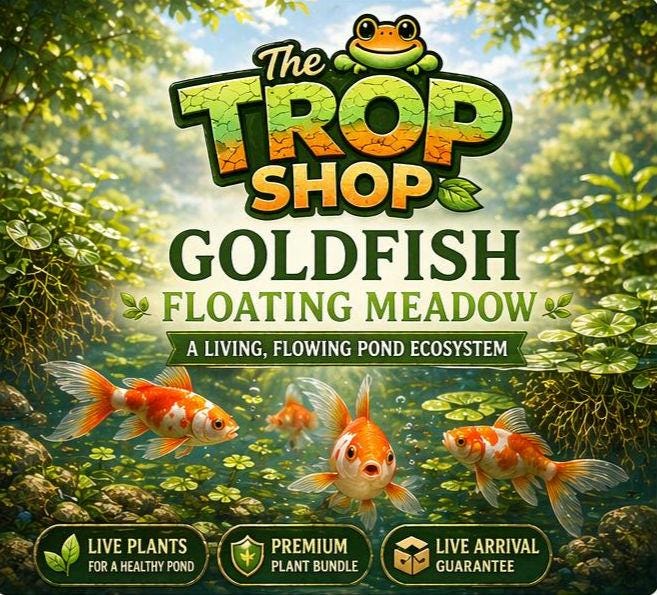 Goldfish Floating Meadow Pond Plants – Brazilian Pennywort, Frogbit, Hornwort – Live Aquarium & Pond Plant Bundle – Goldfish Safe