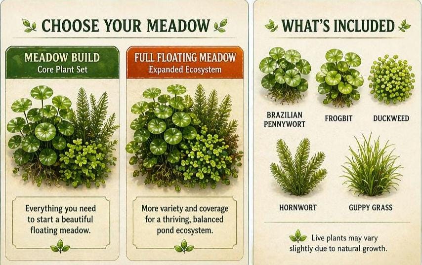 Goldfish Floating Meadow Pond Plants – Brazilian Pennywort, Frogbit, Hornwort – Live Aquarium & Pond Plant Bundle – Goldfish Safe