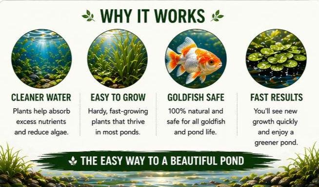 Goldfish Splash Oasis Live Plants – Guppy Grass, Hornwort, Frogbit – Easy Pond & Aquarium Plant Bundle – Goldfish Safe