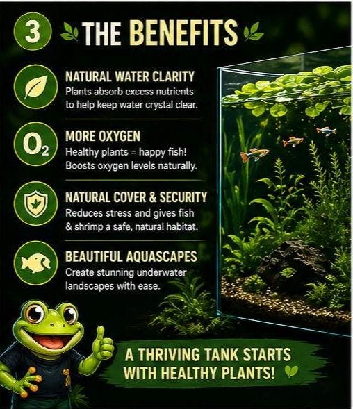 Glasswater Grove Aquarium Plant Pack | Live Aquarium Plants for Betta, Guppy, Shrimp | Guppy Grass, Java Moss, Pennywort, Frogbit, Spangles