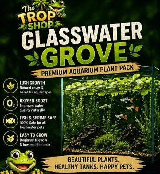 Glasswater Grove Aquarium Plant Pack | Live Aquarium Plants for Betta, Guppy, Shrimp | Guppy Grass, Java Moss, Pennywort, Frogbit, Spangles