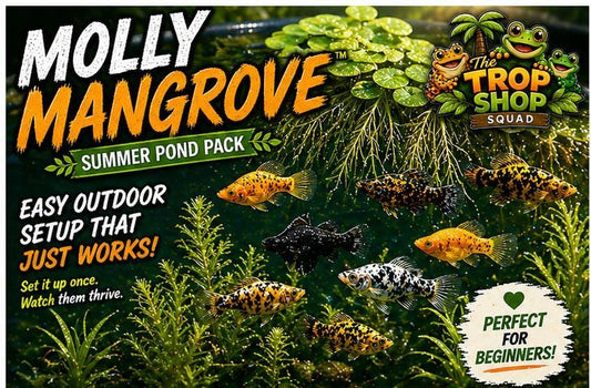 Molly Mangrove™ Summer Pond Pack – Live Plants for Mollies, Outdoor Fish Tub Setup, Easy Aquarium Plants, Frogbit, Hornwort, Guppy Grass