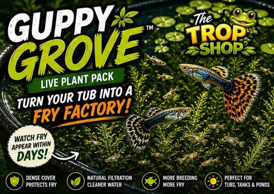 Guppy Grove™ Guppy Grass Pack – Live Aquarium Plants for Guppies, Fry Survival, Outdoor Tub Setup, Breeding Plant Bundle
