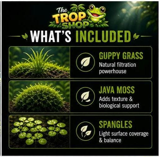 Betta Bliss – Premium Natural Aquarium Plant Pack Live Aquarium Plants for Betta Fish | Guppy