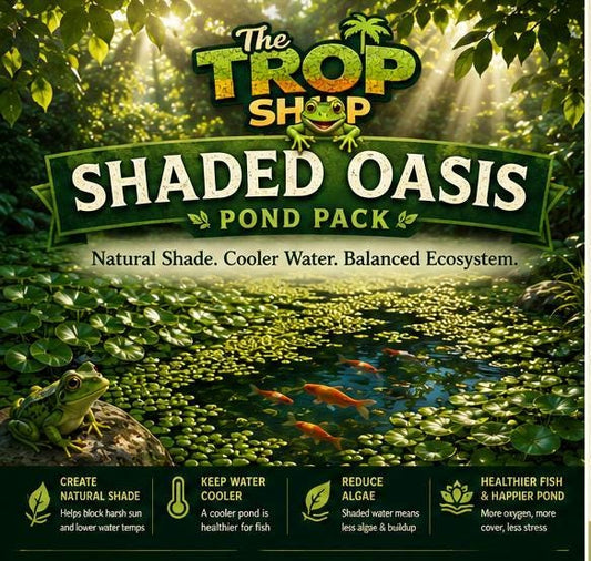 Floating Pond Plant Pack for Shade and Algae Control | Live Frogbit, Spangles, Hornwort and Guppy Grass | Natural Pond Filter Plants
