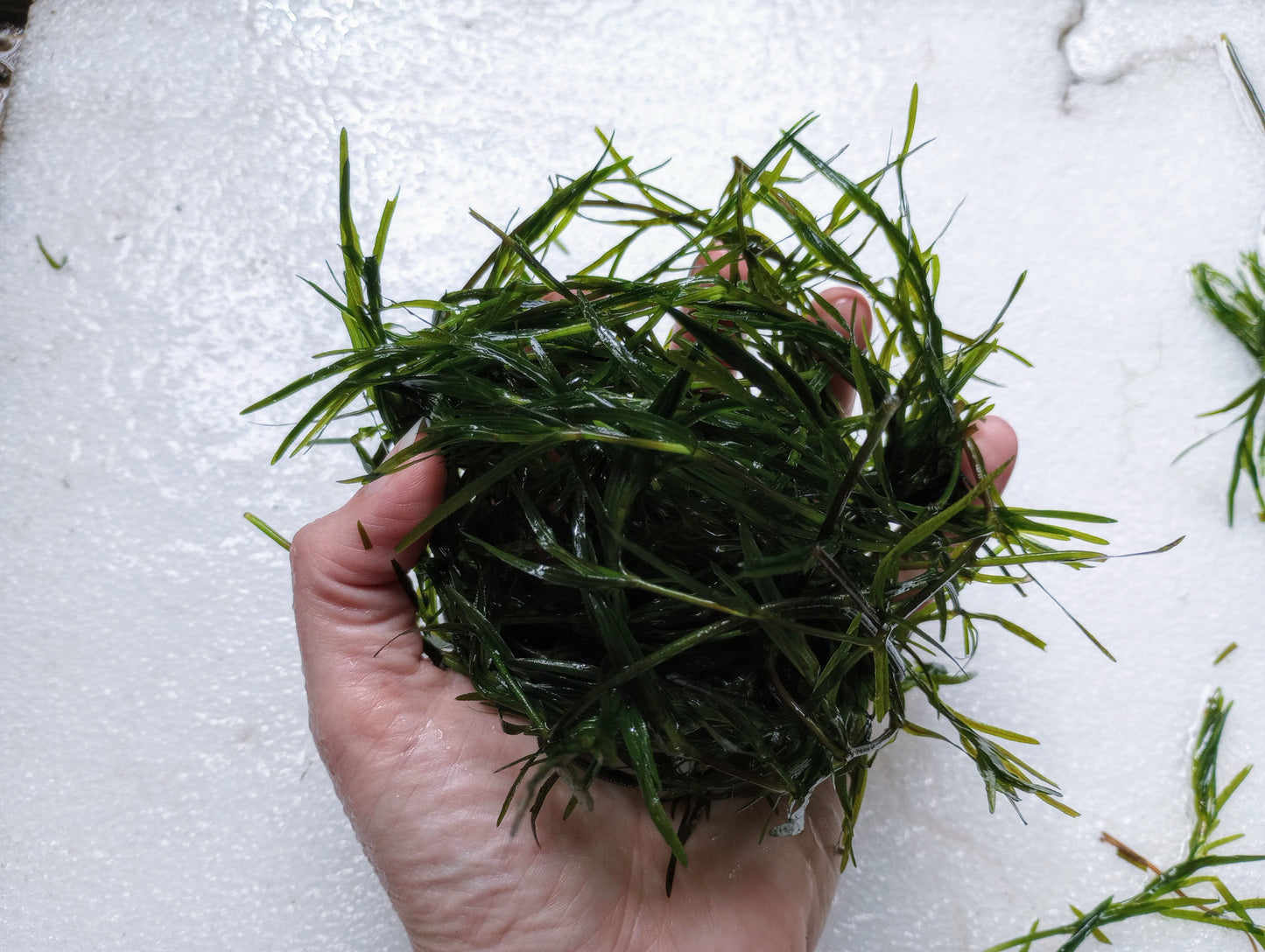 1 Gallon Guppy Grass (Najas guadalupensis) – BUY 2 GET 1 FREE | Bulk Aquarium & Pond Plant