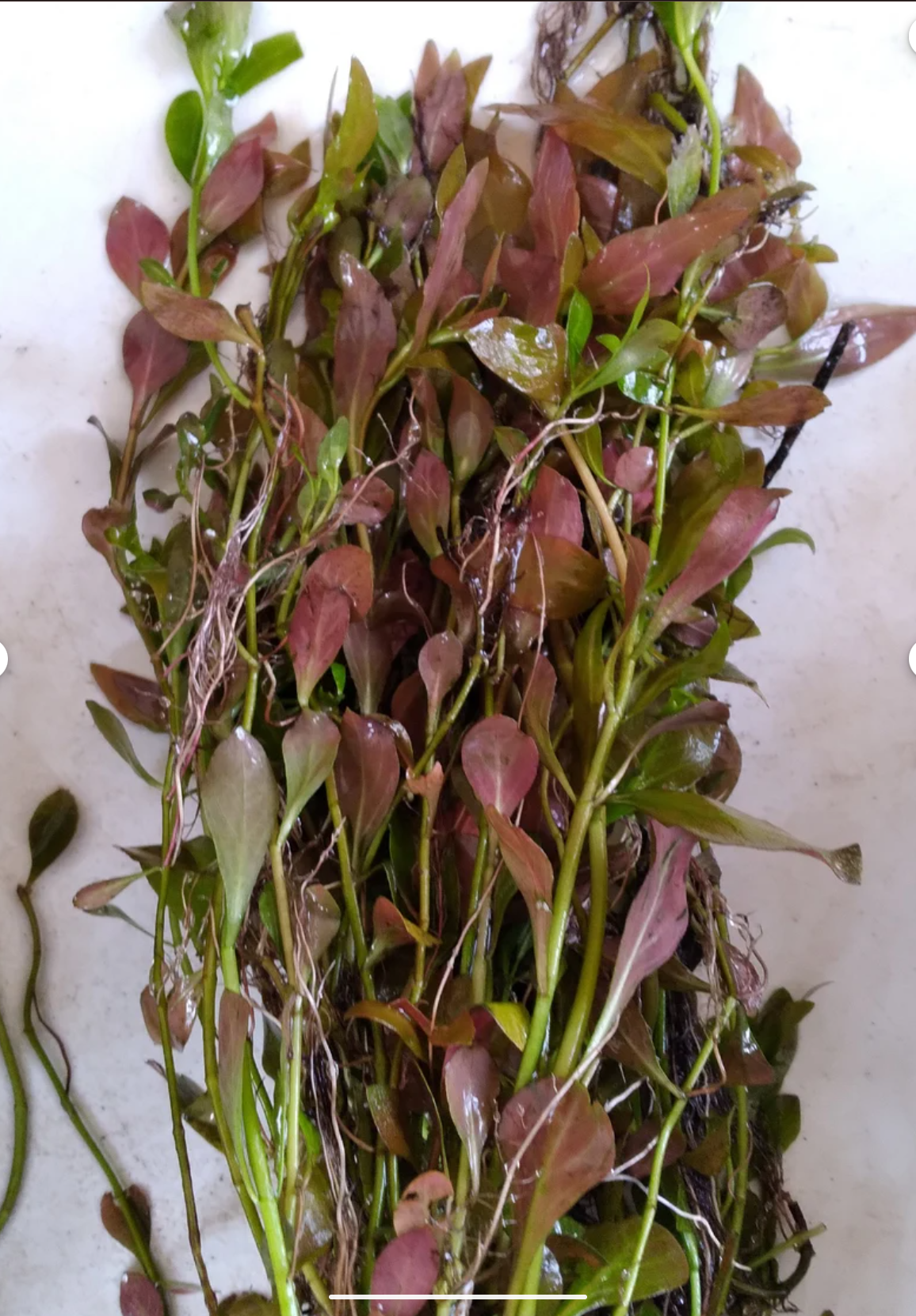 🌿  12 Red Ludwigia (Ludwigia Repens) – Live Aquarium Plant
Vibrant Red Stem Plant | Easy Grower | Freshwater Aquarium & Pond