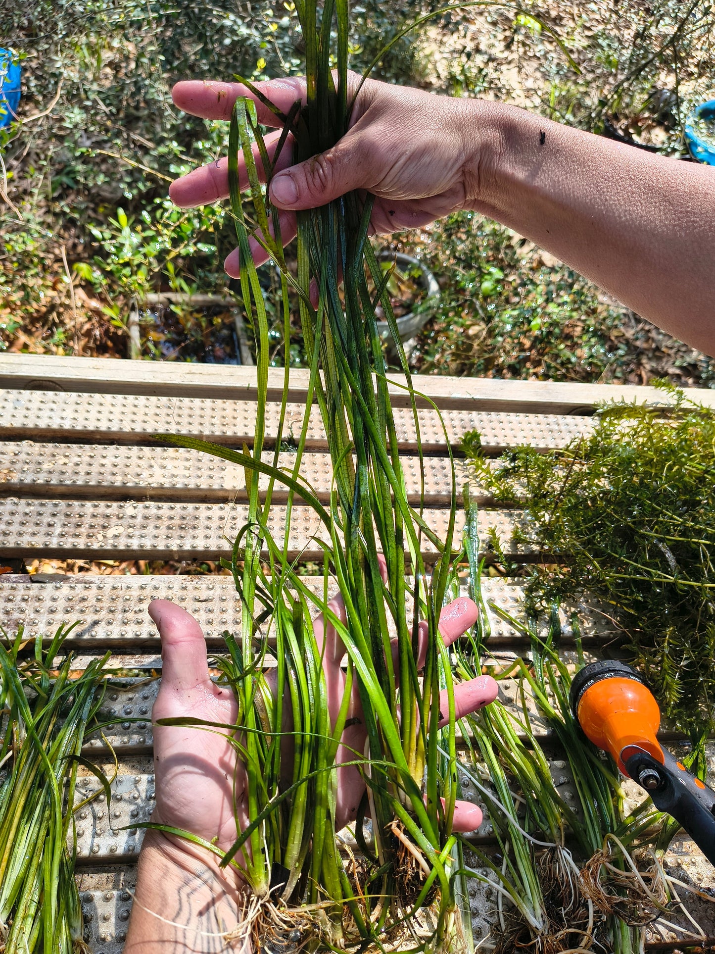 6x Jungle Vallisneria (Jungle Vals) – Live Aquarium Plants | Easy, Fast Growing Background Plant