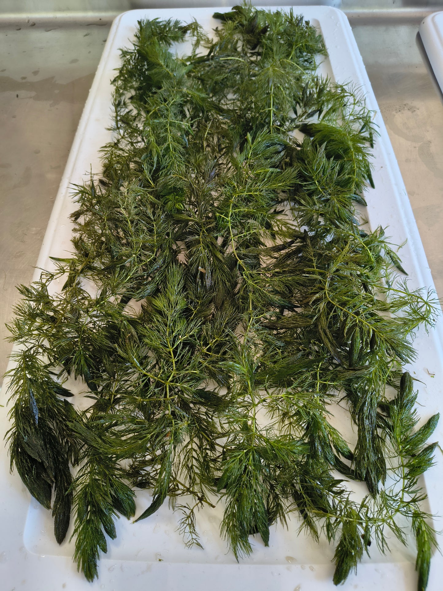 Hornwort Live Aquarium Plant – Ceratophyllum Demersum – Floating Fish Tank Plant for Shrimp, Fry & Ponds – Easy Beginner Aquarium Plant