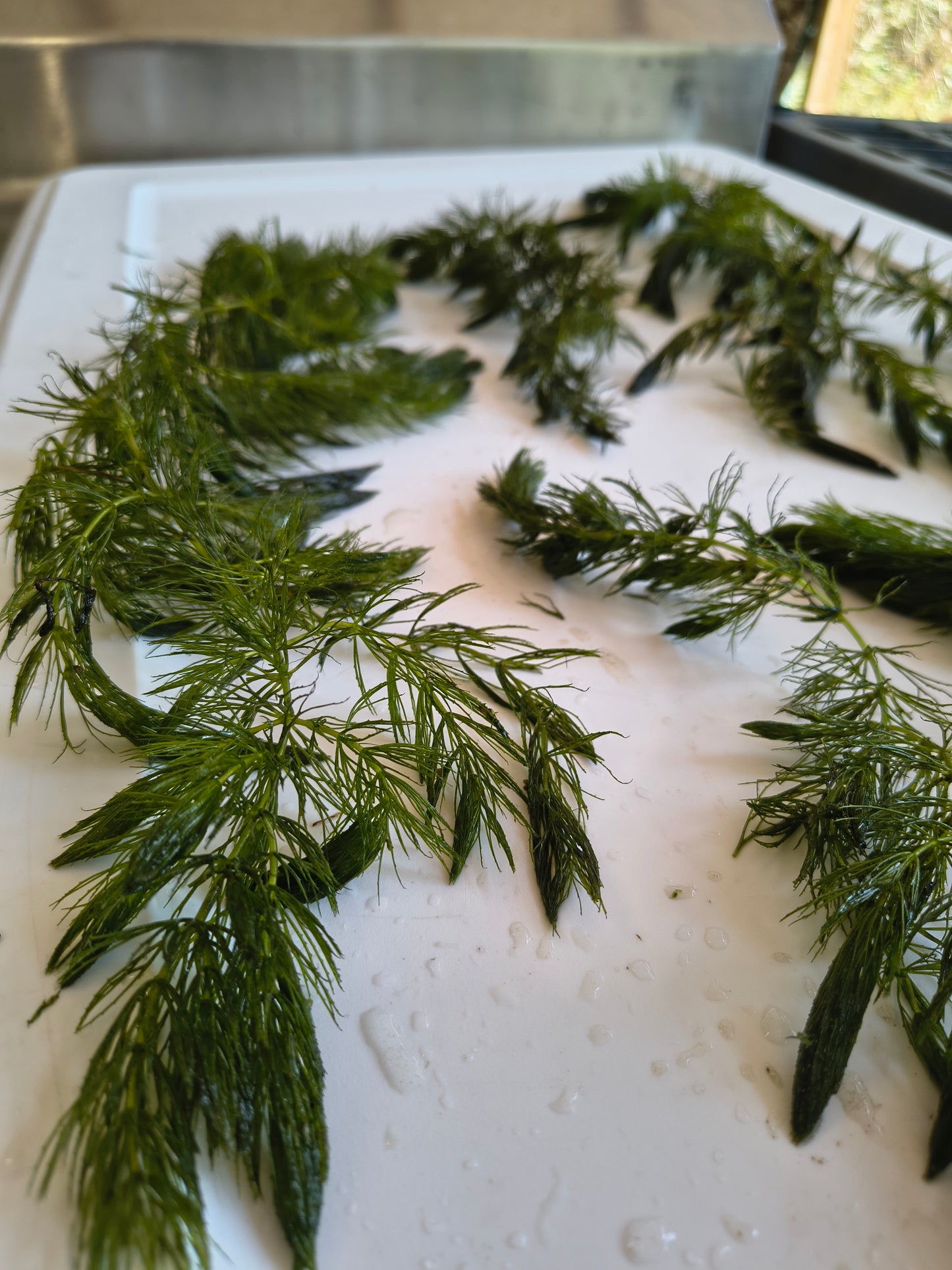 Hornwort Live Aquarium Plant – Ceratophyllum Demersum – Floating Fish Tank Plant for Shrimp, Fry & Ponds – Easy Beginner Aquarium Plant