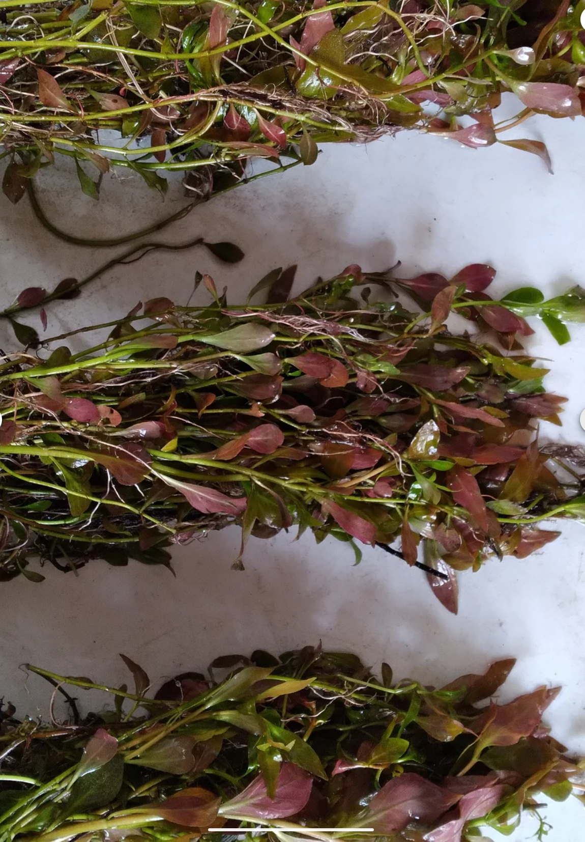 🌿  12 Red Ludwigia (Ludwigia Repens) – Live Aquarium Plant
Vibrant Red Stem Plant | Easy Grower | Freshwater Aquarium & Pond