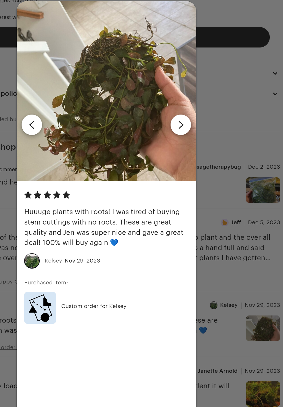 🌿  12 Red Ludwigia (Ludwigia Repens) – Live Aquarium Plant
Vibrant Red Stem Plant | Easy Grower | Freshwater Aquarium & Pond