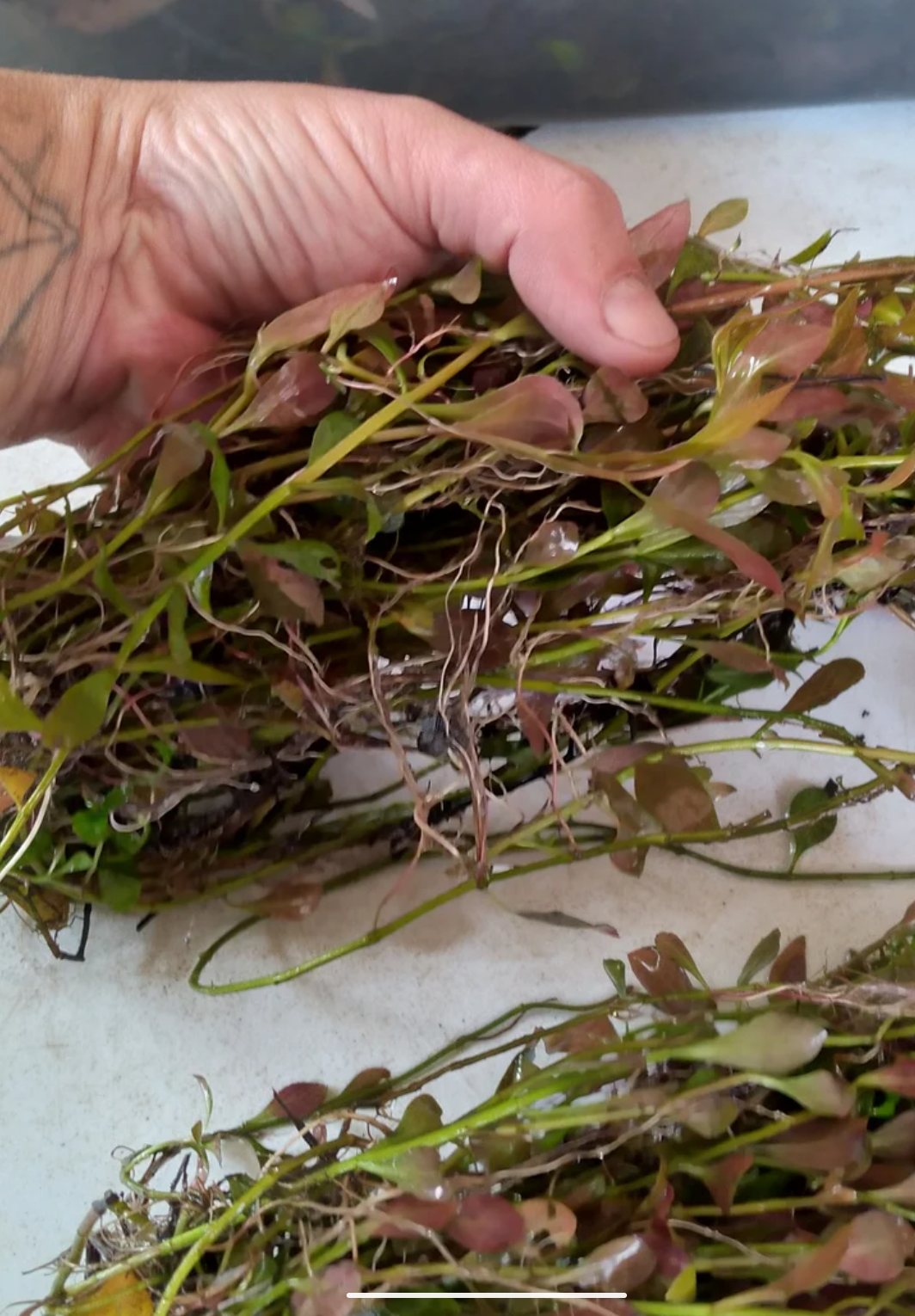 🌿  12 Red Ludwigia (Ludwigia Repens) – Live Aquarium Plant
Vibrant Red Stem Plant | Easy Grower | Freshwater Aquarium & Pond