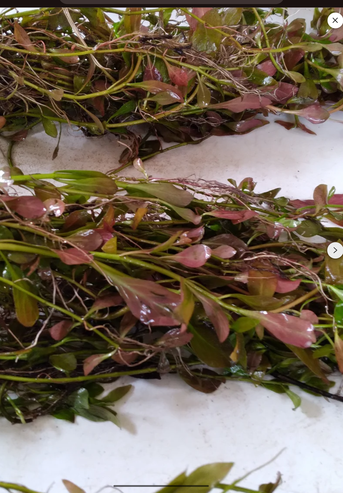 🌿  12 Red Ludwigia (Ludwigia Repens) – Live Aquarium Plant
Vibrant Red Stem Plant | Easy Grower | Freshwater Aquarium & Pond