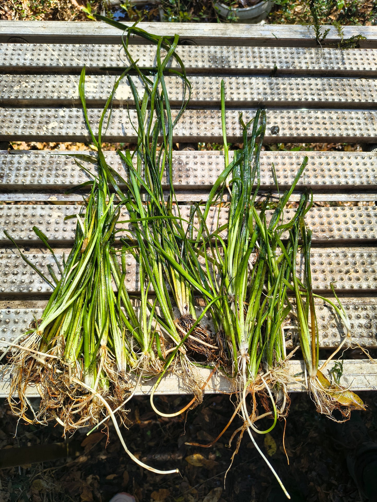 6x Jungle Vallisneria (Jungle Vals) – Live Aquarium Plants | Easy, Fast Growing Background Plant