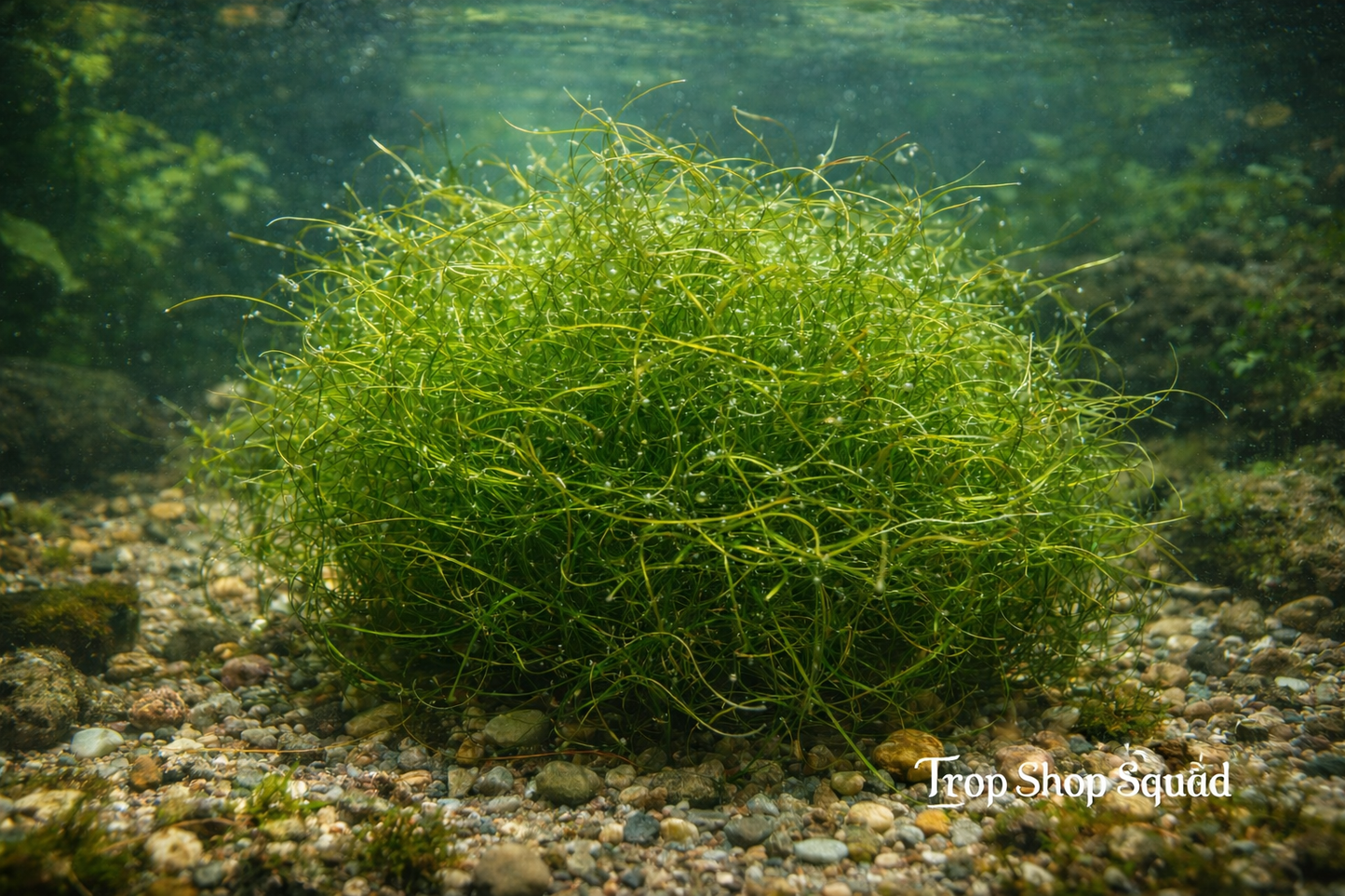 1 Gallon Guppy Grass (Najas guadalupensis) – BUY 2 GET 1 FREE | Bulk Aquarium & Pond Plant