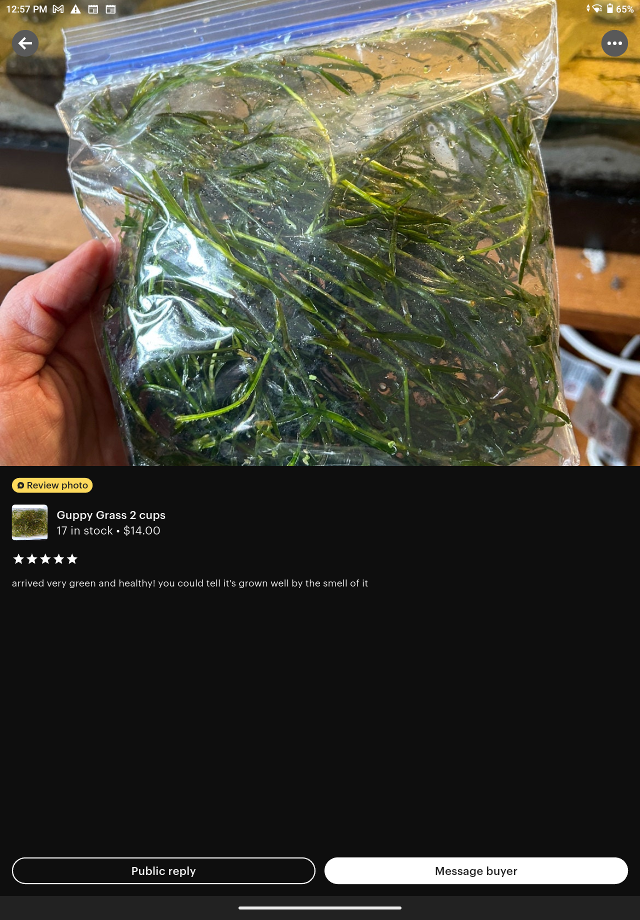 1 Gallon Guppy Grass (Najas guadalupensis) – BUY 2 GET 1 FREE | Bulk Aquarium & Pond Plant
