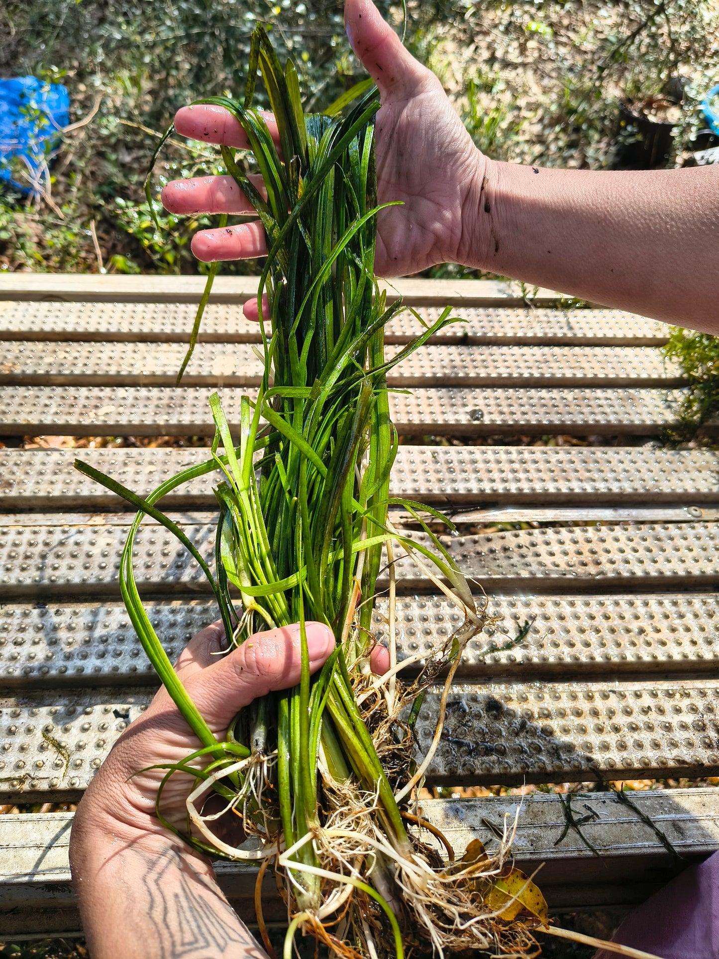 6x Jungle Vallisneria (Jungle Vals) – Live Aquarium Plants | Easy, Fast Growing Background Plant