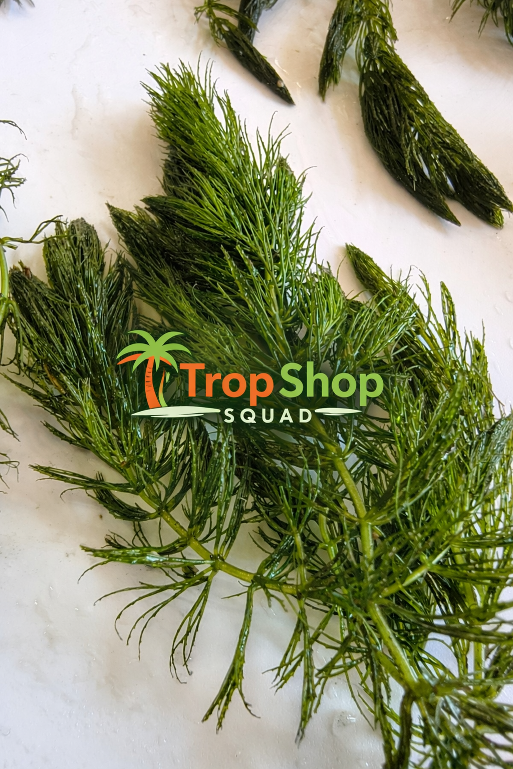 Hornwort Live Aquarium Plant – Ceratophyllum Demersum – Floating Fish Tank Plant for Shrimp, Fry & Ponds – Easy Beginner Aquarium Plant
