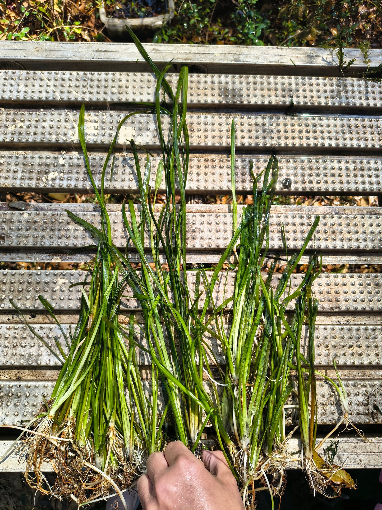 6x Jungle Vallisneria (Jungle Vals) – Live Aquarium Plants | Easy, Fast Growing Background Plant