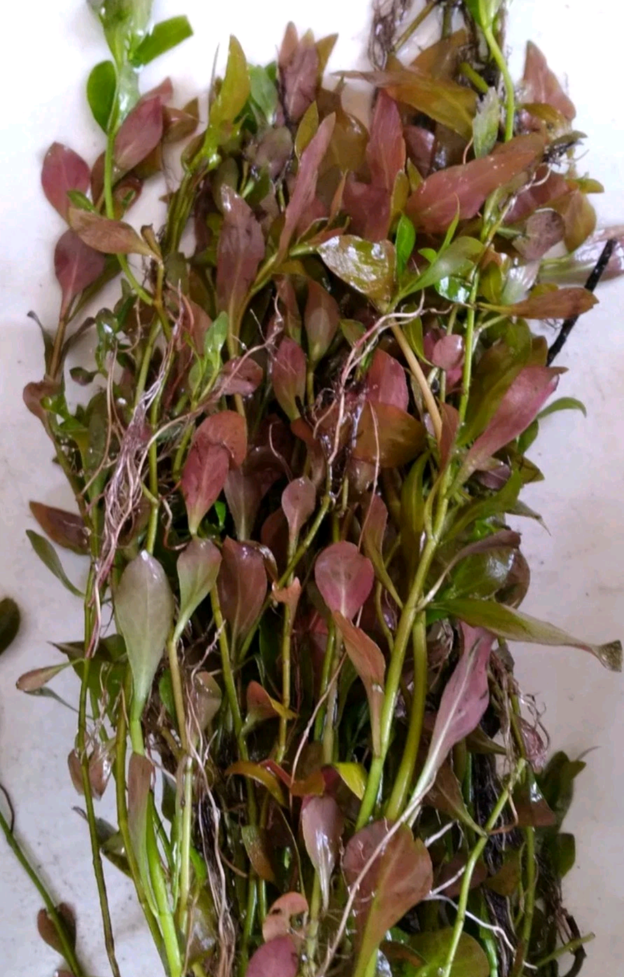🌿  12 Red Ludwigia (Ludwigia Repens) – Live Aquarium Plant
Vibrant Red Stem Plant | Easy Grower | Freshwater Aquarium & Pond