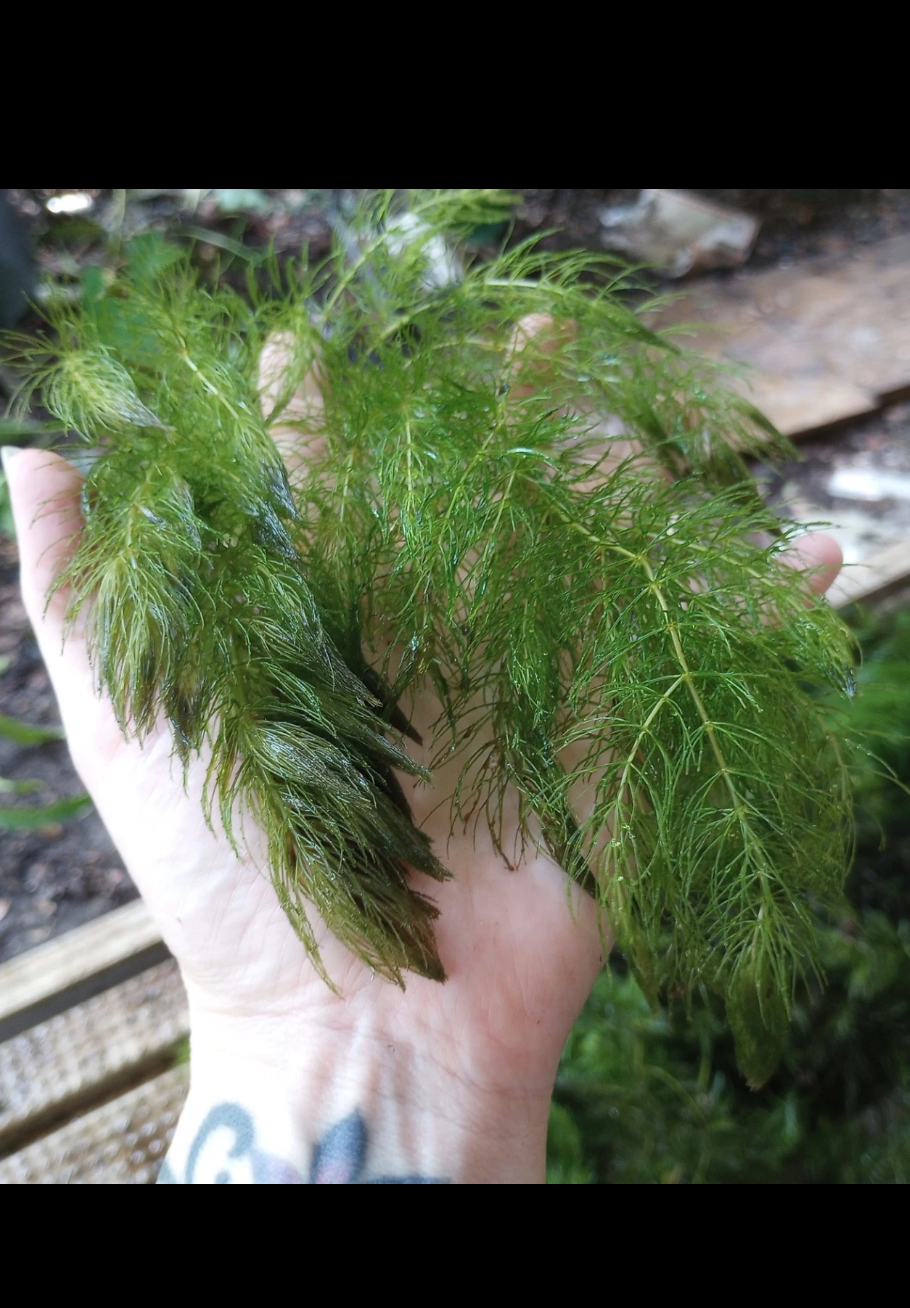 Hornwort Live Aquarium Plant – Ceratophyllum Demersum – Floating Fish Tank Plant for Shrimp, Fry & Ponds – Easy Beginner Aquarium Plant